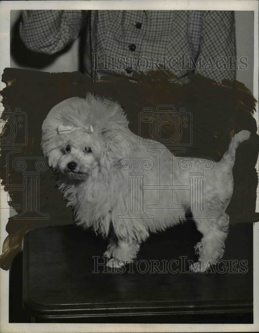 1950 Press Photo Pierre Toy Poodle Owned bu Mrs EC Bloomberg - nee65834