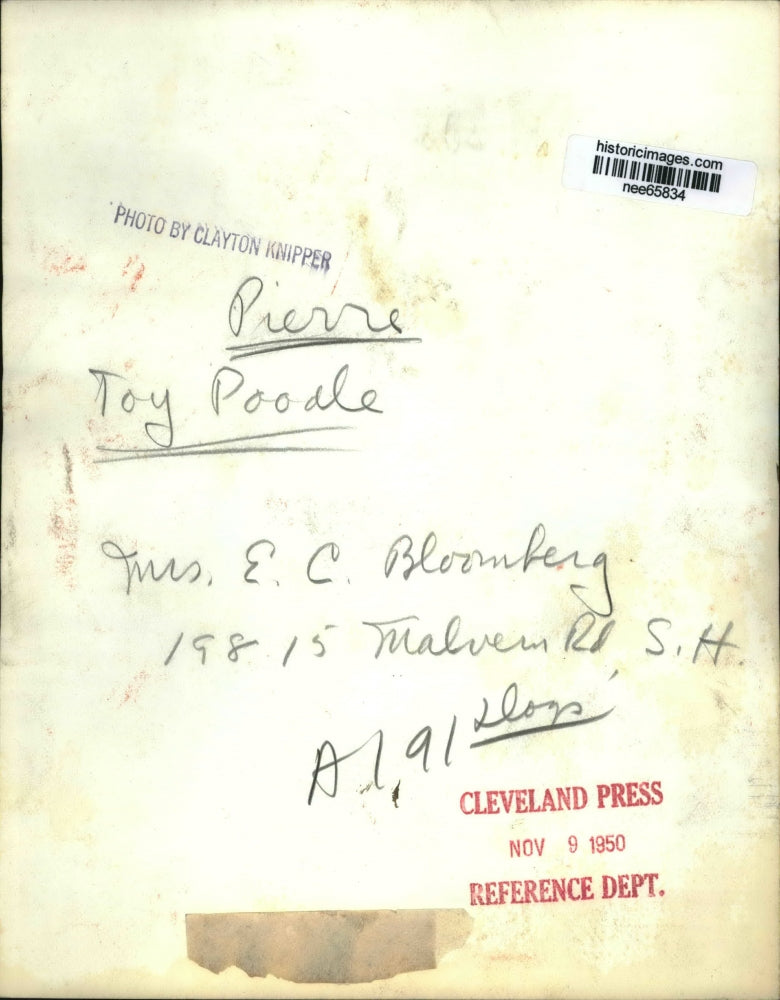 1950 Press Photo Pierre Toy Poodle Owned bu Mrs EC Bloomberg - nee65834