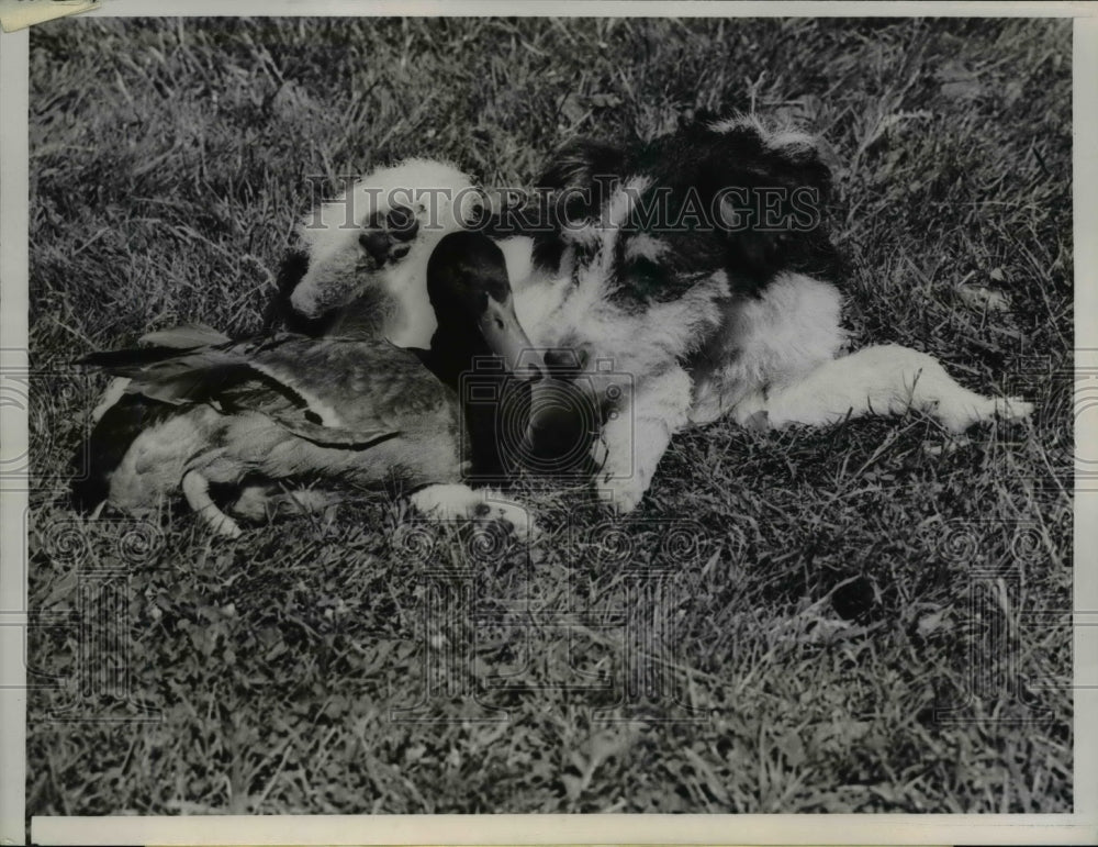 1938 Press Photo GooGoo the duck and Panic the dog stretch out together
