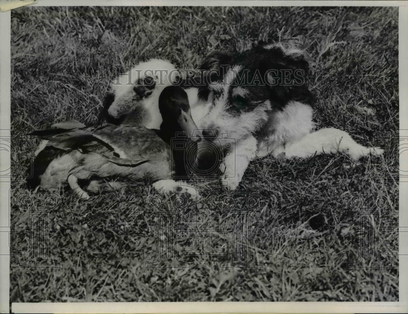 Load image into Gallery viewer, 1938 Press Photo GooGoo the duck and Panic the dog stretch out together
