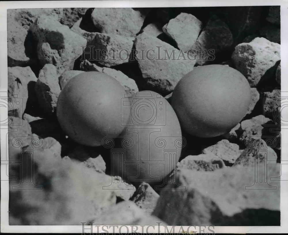 1955 Press Photo Duck Eggs Halt Construction Chicago Filtration Plant