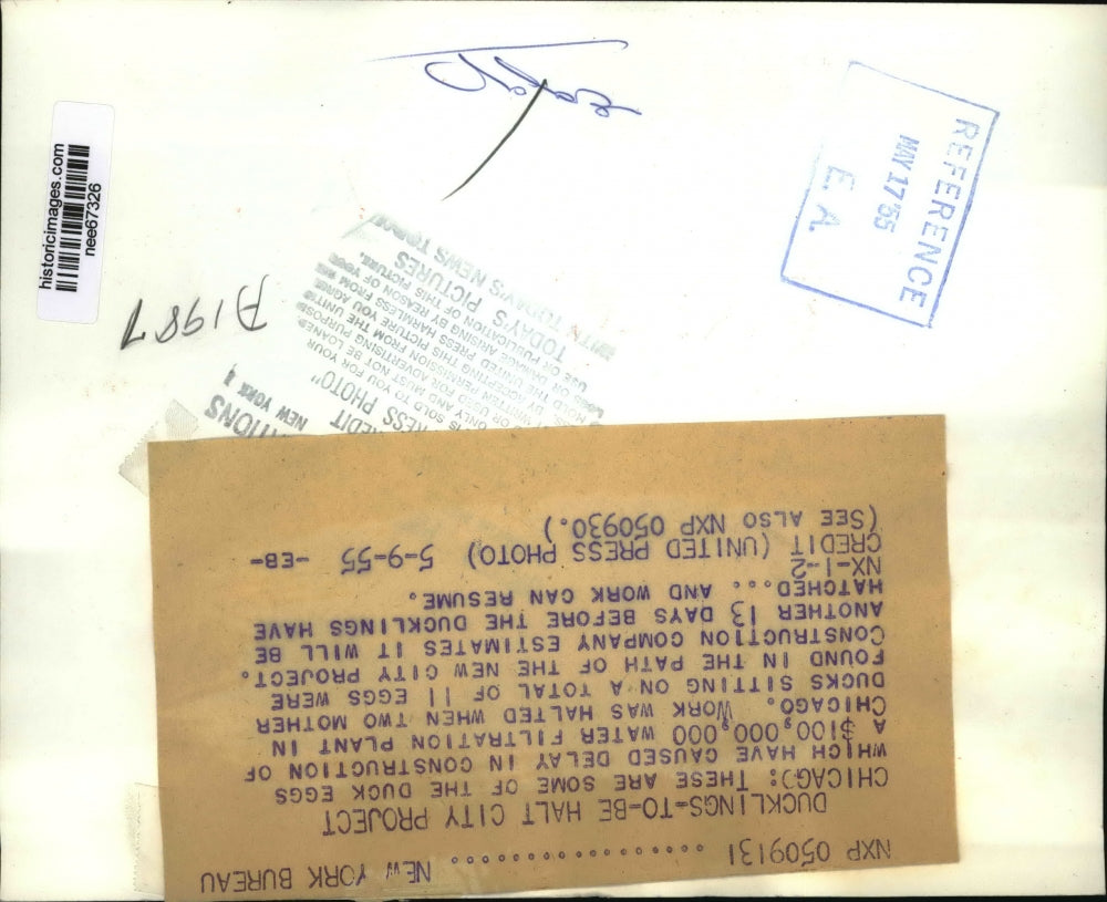 1955 Press Photo Duck Eggs Halt Construction Chicago Filtration Plant