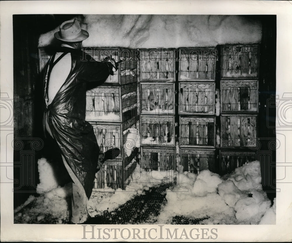 1949 Press Photo Freight Train Car Loaded with Wire-bound Cabbage & Ice