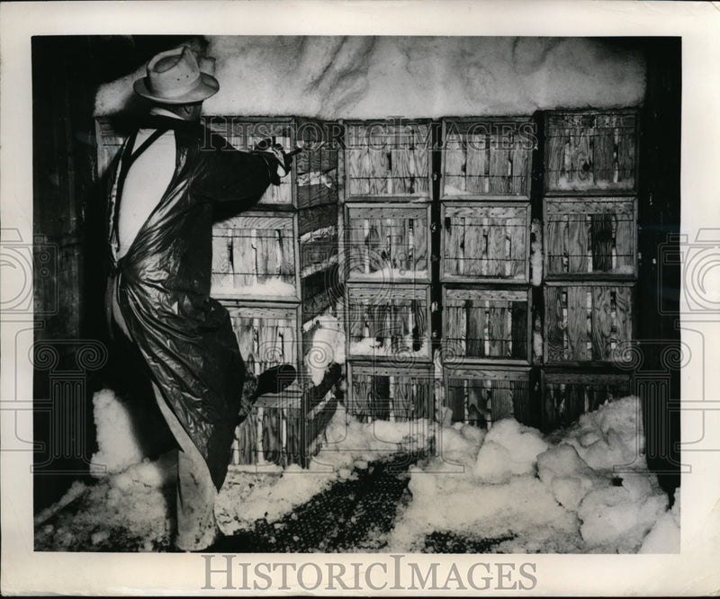 Load image into Gallery viewer, 1949 Press Photo Freight Train Car Loaded with Wire-bound Cabbage &amp; Ice

