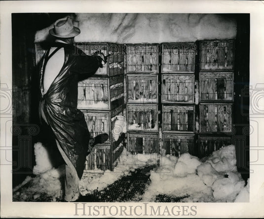 1949 Press Photo Freight Train Car Loaded with Wire-bound Cabbage & Ice