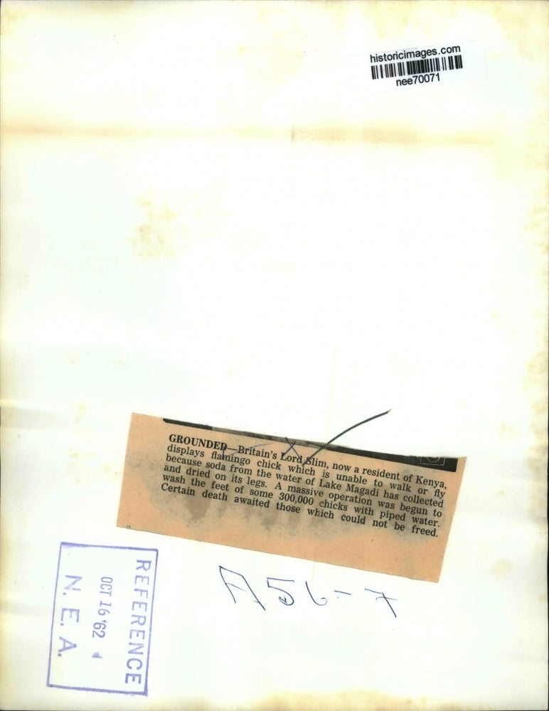 1962 Press Photo Britians Lord Slim with Flamingo Chick - nee70071