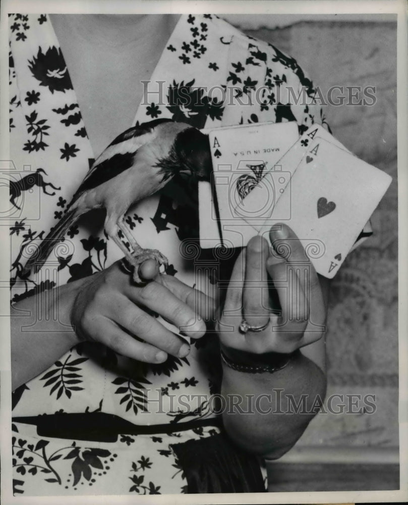 1950 Press Photo Remus the Bird Playing Bridge - nee70254- Historic Images