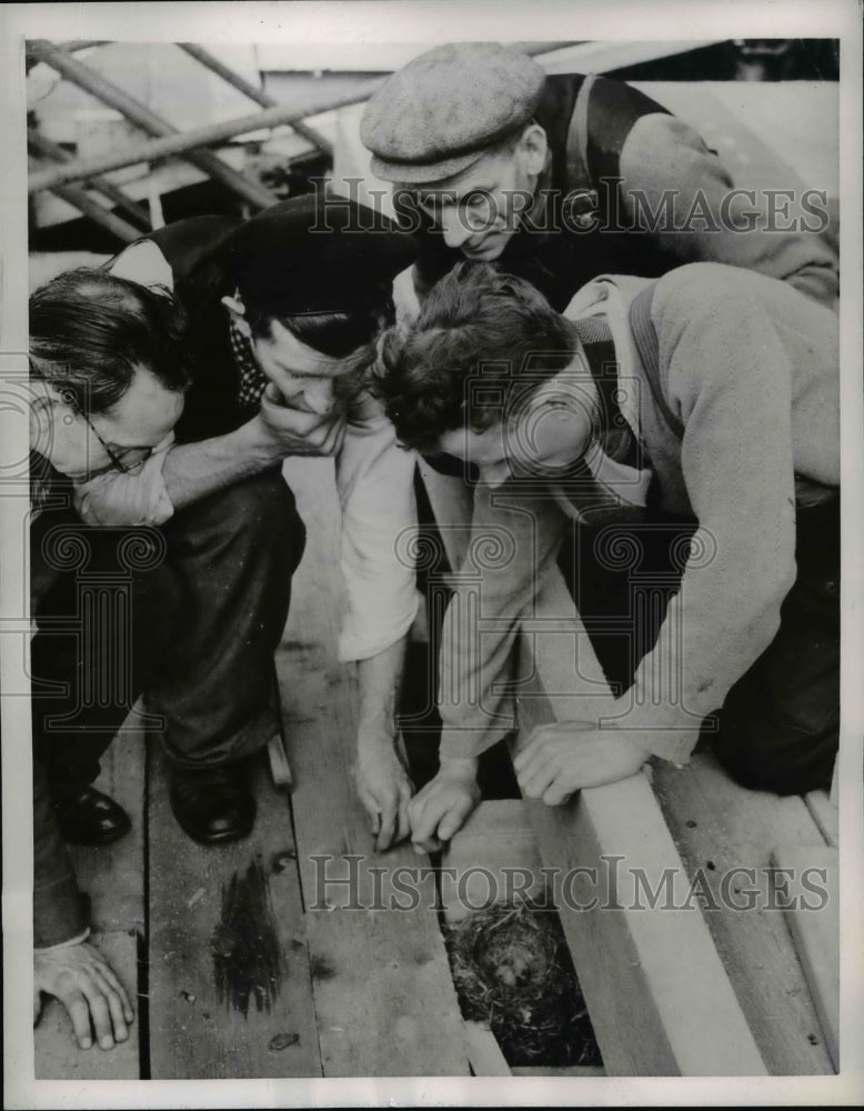 1953 Press Photo Missel-Thrush with its babies at London's Coronation