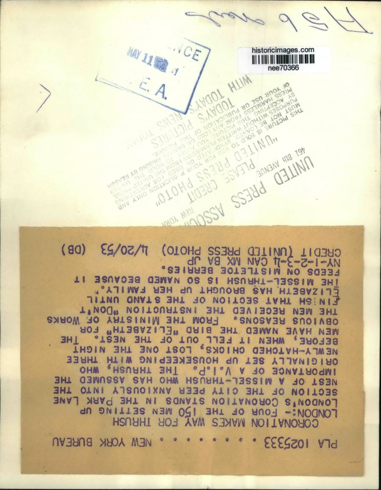 1953 Press Photo Missel-Thrush with its babies at London's Coronation