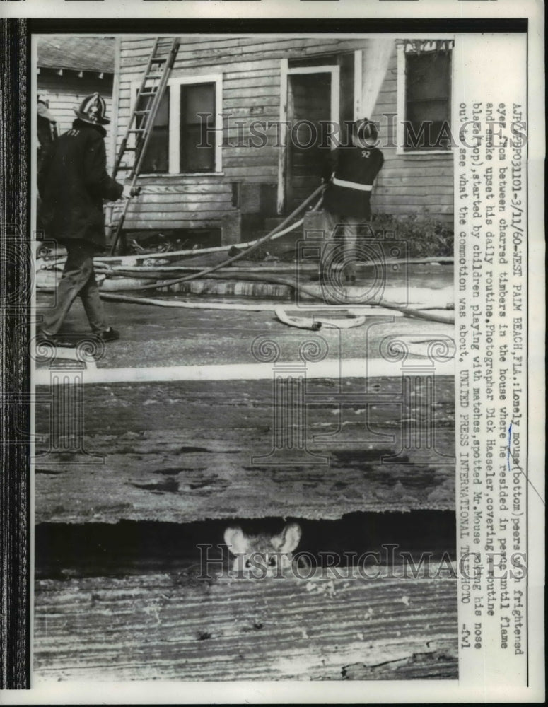 Load image into Gallery viewer, 1960 Press Photo Mouse Peers from between Charged timbers of house
