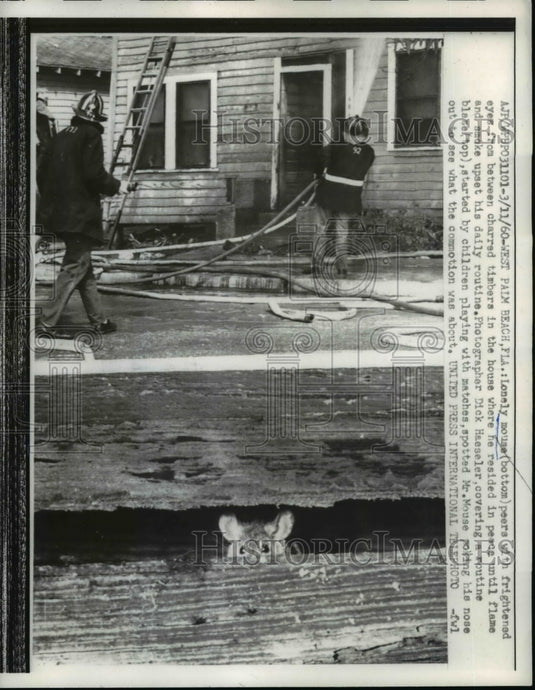 1960 Press Photo Mouse Peers from between Charged timbers of house
