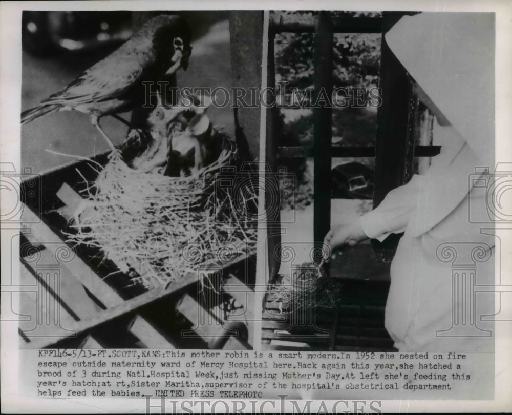 1954 Press Photo Mother Robin nested near Maternity ward Mercy Hospital, Ft. - Historic Images