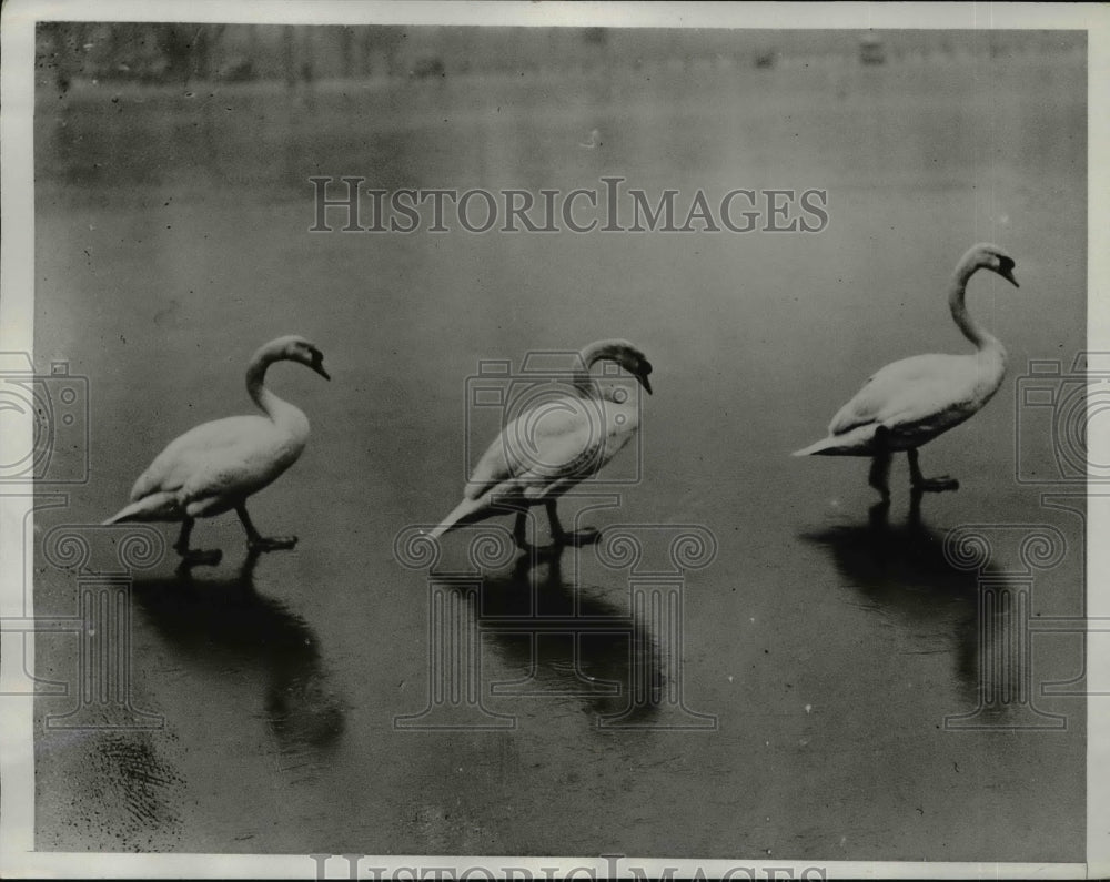 1933 Press Photo Swans tread over ice on Serpentine Lake in Hyde Park