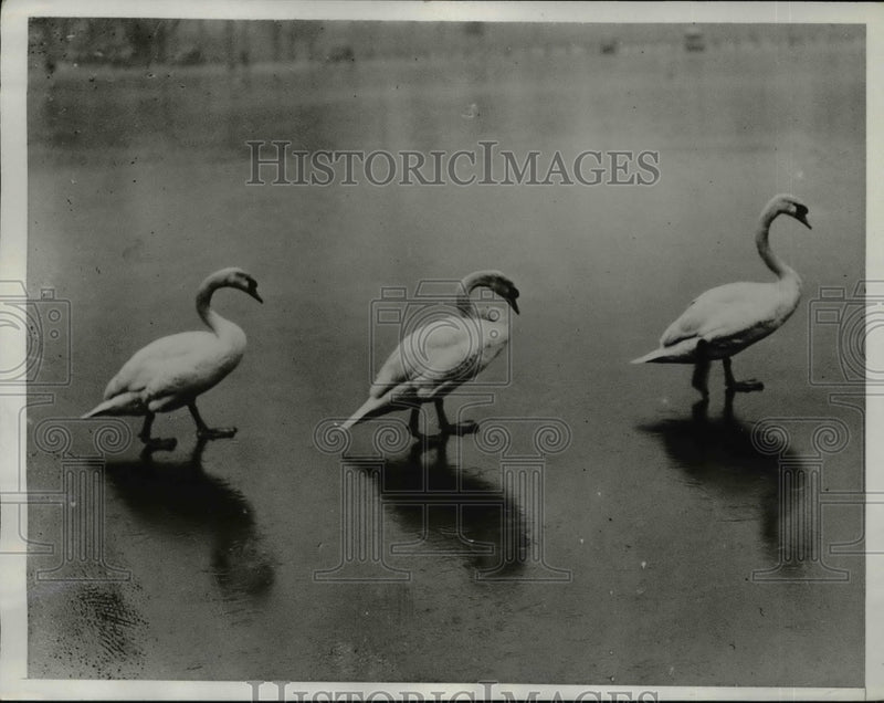 Load image into Gallery viewer, 1933 Press Photo Swans tread over ice on Serpentine Lake in Hyde Park
