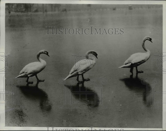 1933 Press Photo Swans tread over ice on Serpentine Lake in Hyde Park