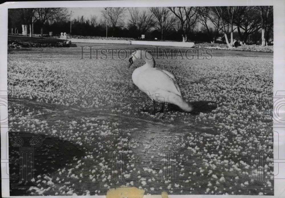 1950 Press Photo Hutchinson Kansas This swan one of pair who make home on pond
