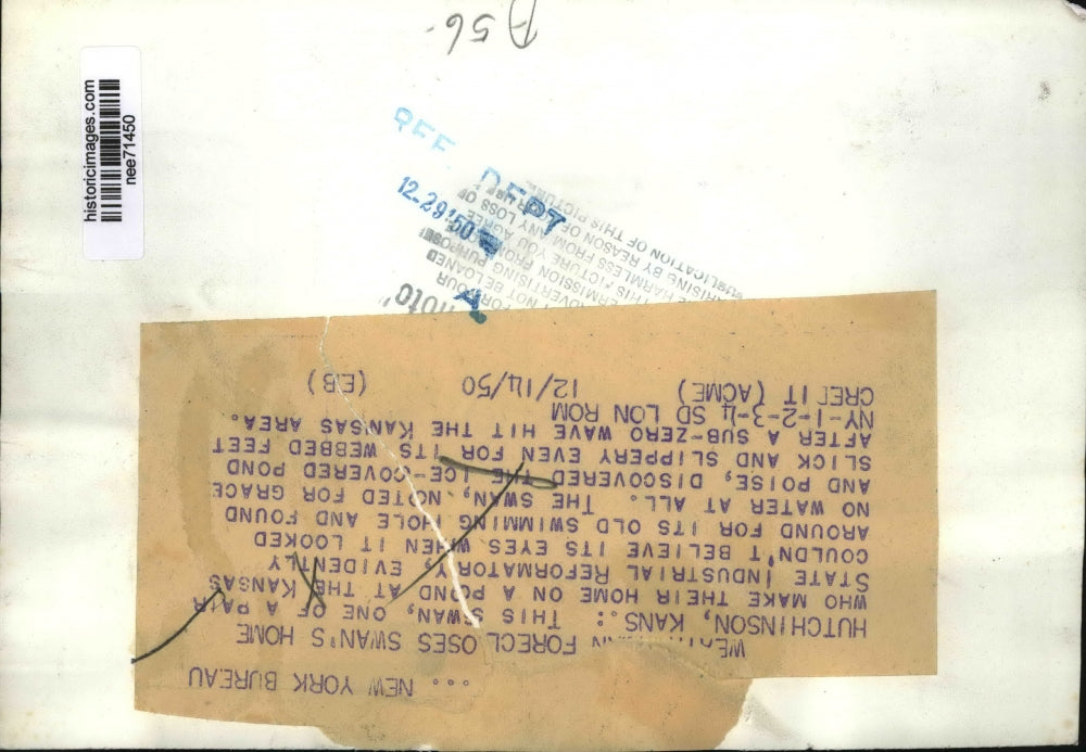 1950 Press Photo Hutchinson Kansas This swan one of pair who make home on pond