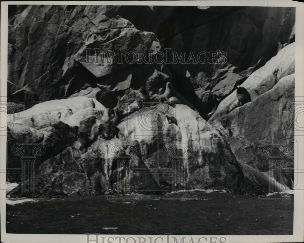 Press Photo Sea Lions Relaxing On Alaskan Oceanside - nee71505