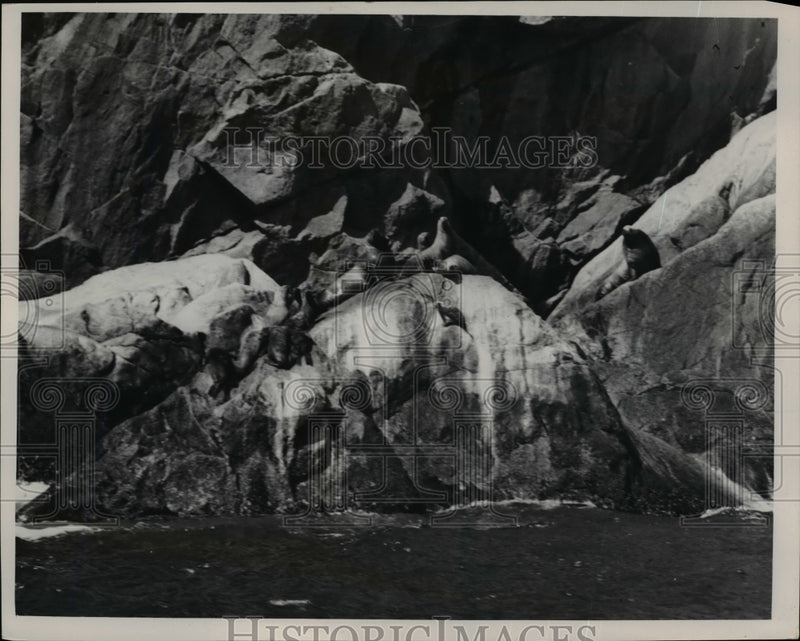 Load image into Gallery viewer, Press Photo Sea Lions Relaxing On Alaskan Oceanside - nee71505

