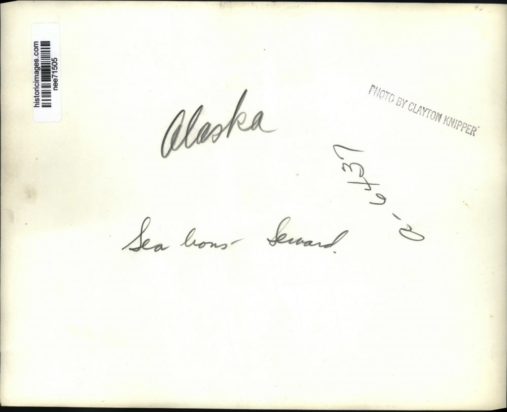 Press Photo Sea Lions Relaxing On Alaskan Oceanside - nee71505