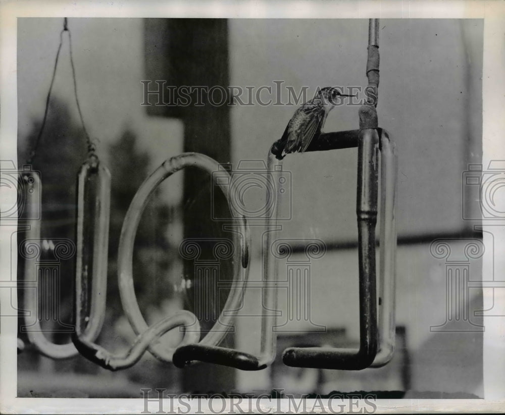 1948 Press Photo Harold Beauvis, Marine City Michigan Hummingbird Feeder