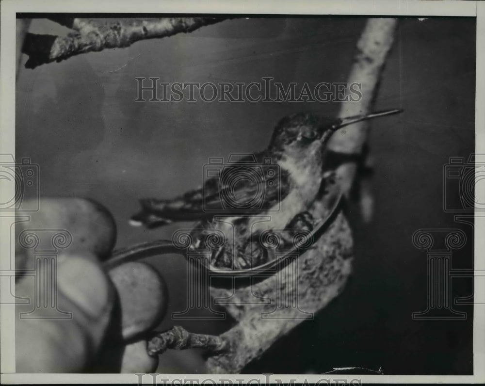 1936 Press Photo Ruby Throated Hummingbird, Tiny Bird Fits in Teaspoon