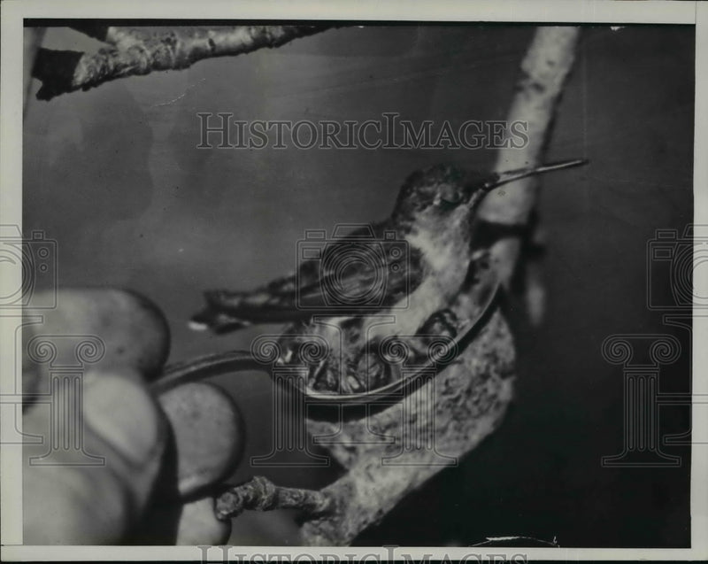 Load image into Gallery viewer, 1936 Press Photo Ruby Throated Hummingbird, Tiny Bird Fits in Teaspoon
