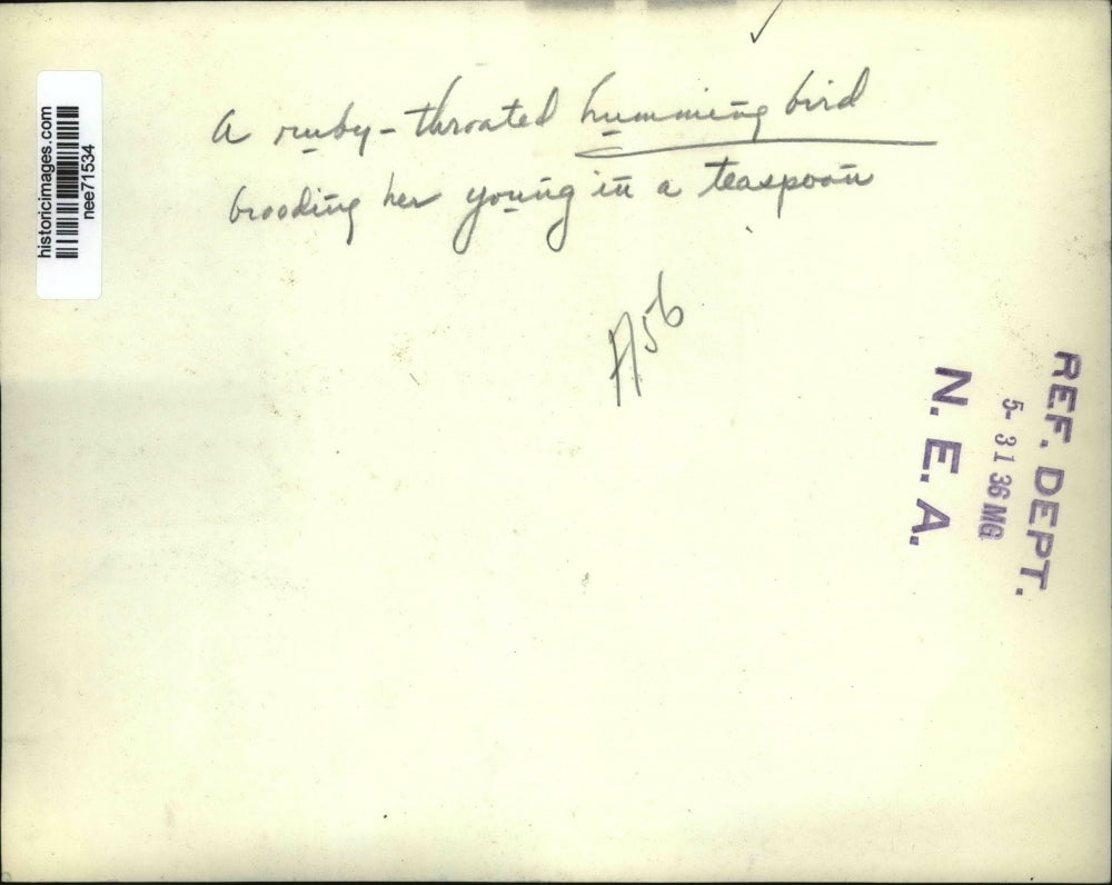 1936 Press Photo Ruby Throated Hummingbird, Tiny Bird Fits in Teaspoon