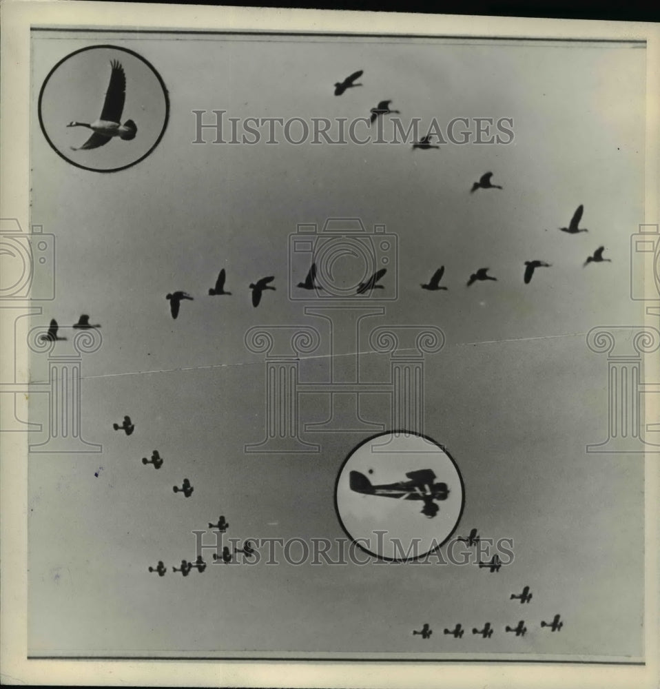 1938 Press Photo Canada Geese had the idea of formation flying - nee71845