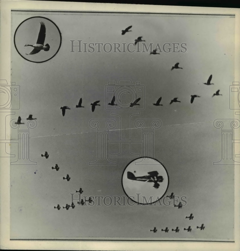 Load image into Gallery viewer, 1938 Press Photo Canada Geese had the idea of formation flying - nee71845
