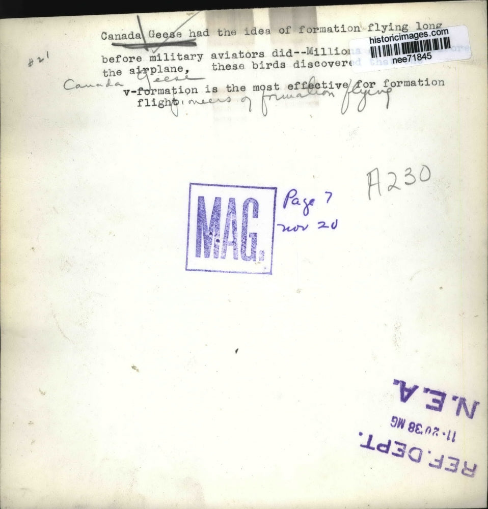 1938 Press Photo Canada Geese had the idea of formation flying - nee71845