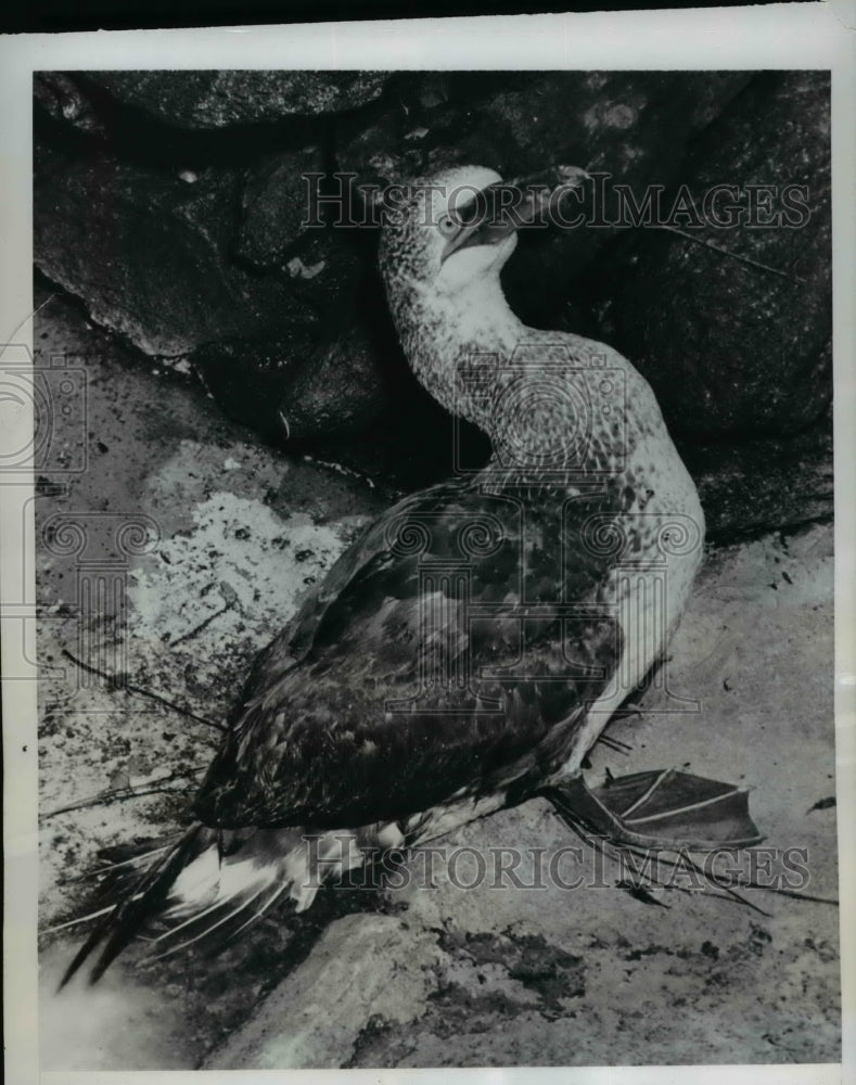 1950 Press Photo Gannet a Goose-size sea-going Bird with a bill like a dagger.