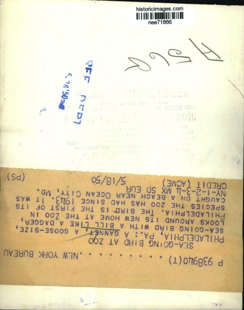 1950 Press Photo Gannet a Goose-size sea-going Bird with a bill like a dagger.