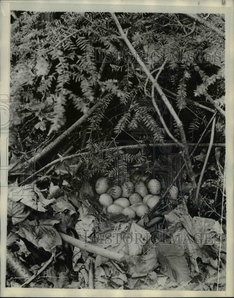 Load image into Gallery viewer, 1929 Press Photo In the Woods a Ruffed Grouse's Nest look alike. - nee71869
