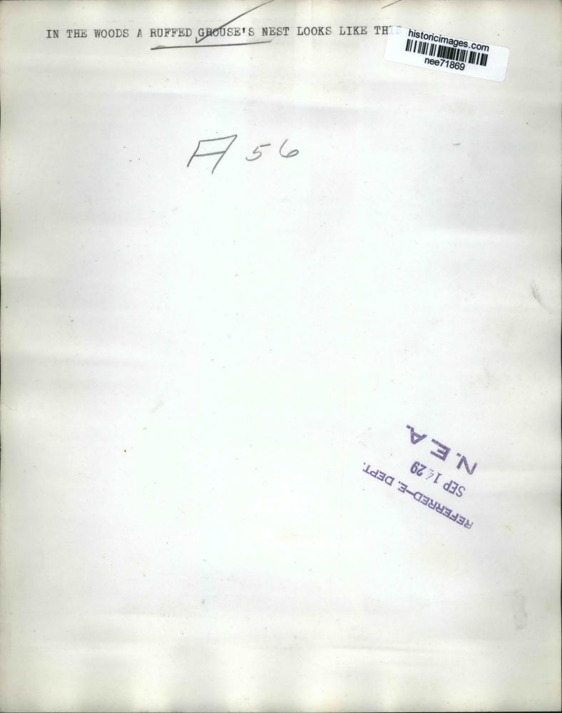 1929 Press Photo In the Woods a Ruffed Grouse's Nest look alike. - nee71869