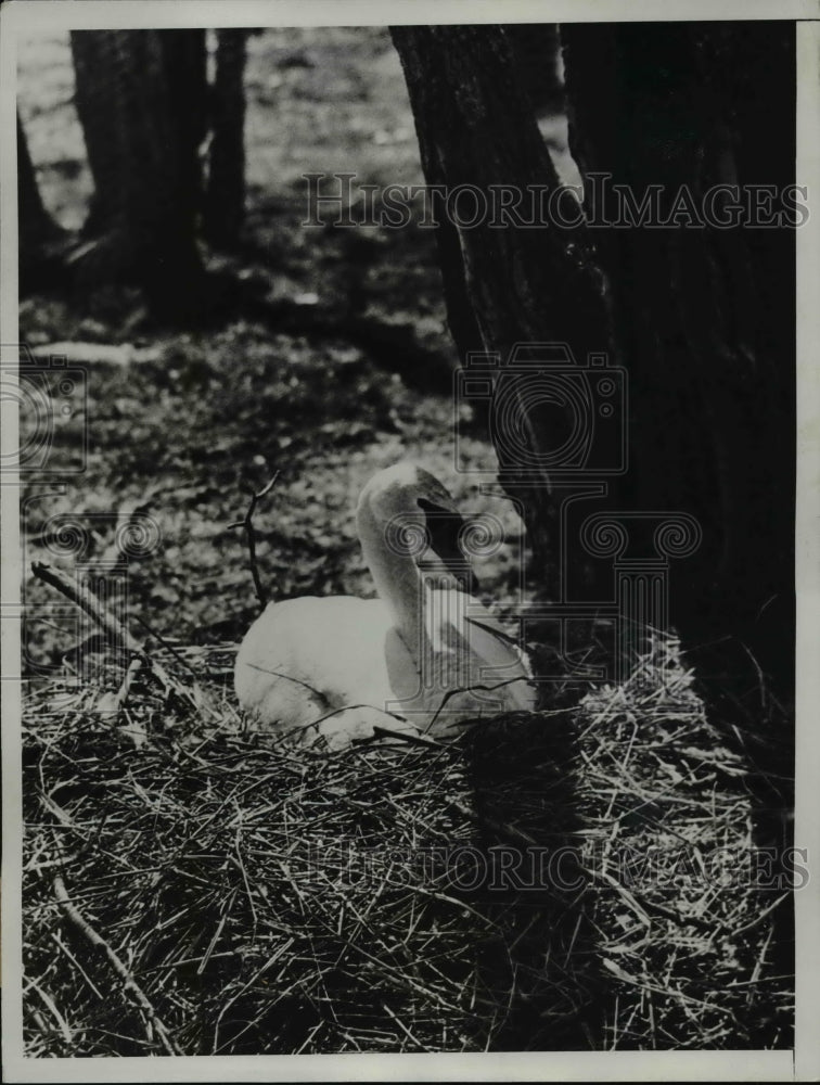 1934 Press Photo Swan nest - nee71939