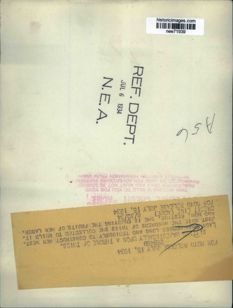 1934 Press Photo Swan nest - nee71939