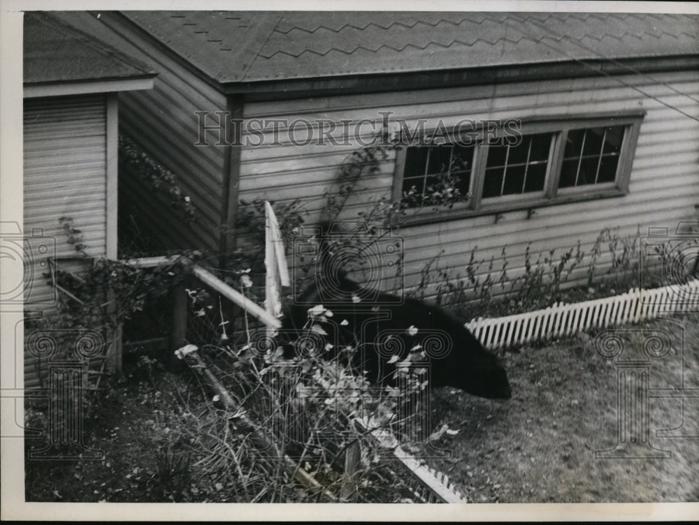 1938 Press Photo Chicago A steer being brought to stockyards escaped - nee72089