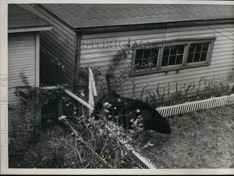 Load image into Gallery viewer, 1938 Press Photo Chicago A steer being brought to stockyards escaped - nee72089
