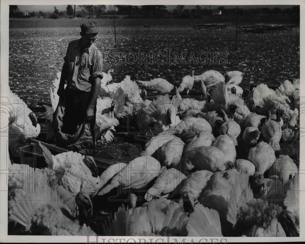 1946 Press Photo Thanksgiving Turkeys Adam Guth Farm, William Singer - nee73764