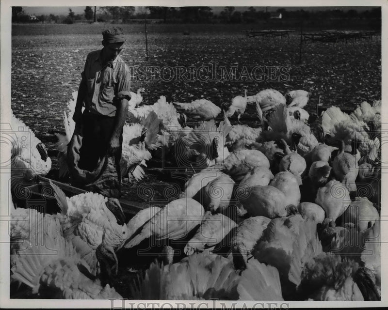 Load image into Gallery viewer, 1946 Press Photo Thanksgiving Turkeys Adam Guth Farm, William Singer - nee73764
