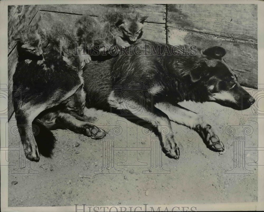 1936 Press Photo Fuzzie  a shepherd dog of EE Fulton &amp; fox pups in Calif- Historic Images