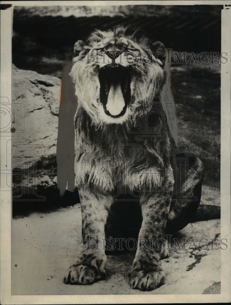 1923 Press Photo London England A lion at the zoo yawns before napping