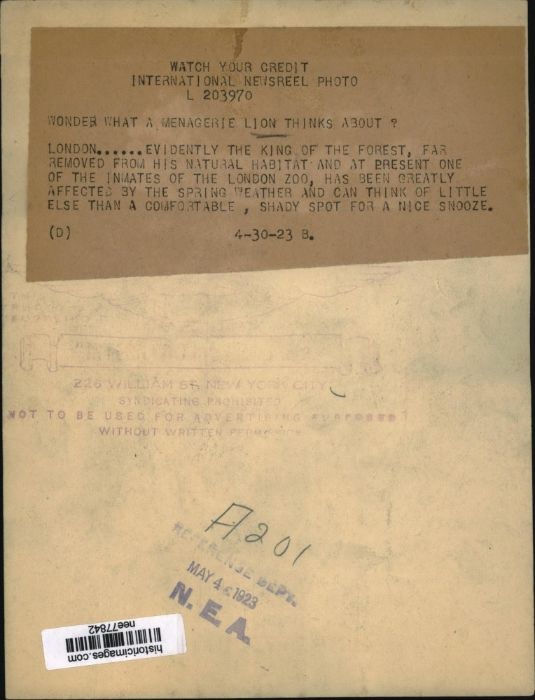 1923 Press Photo London England A lion at the zoo yawns before napping