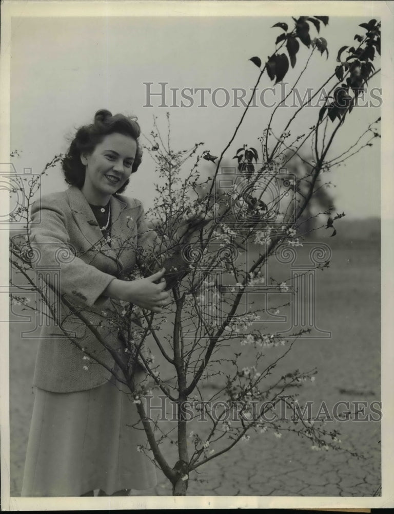 1942 Press Photo Margaret Berry admires out of season cherry blossoms in DC