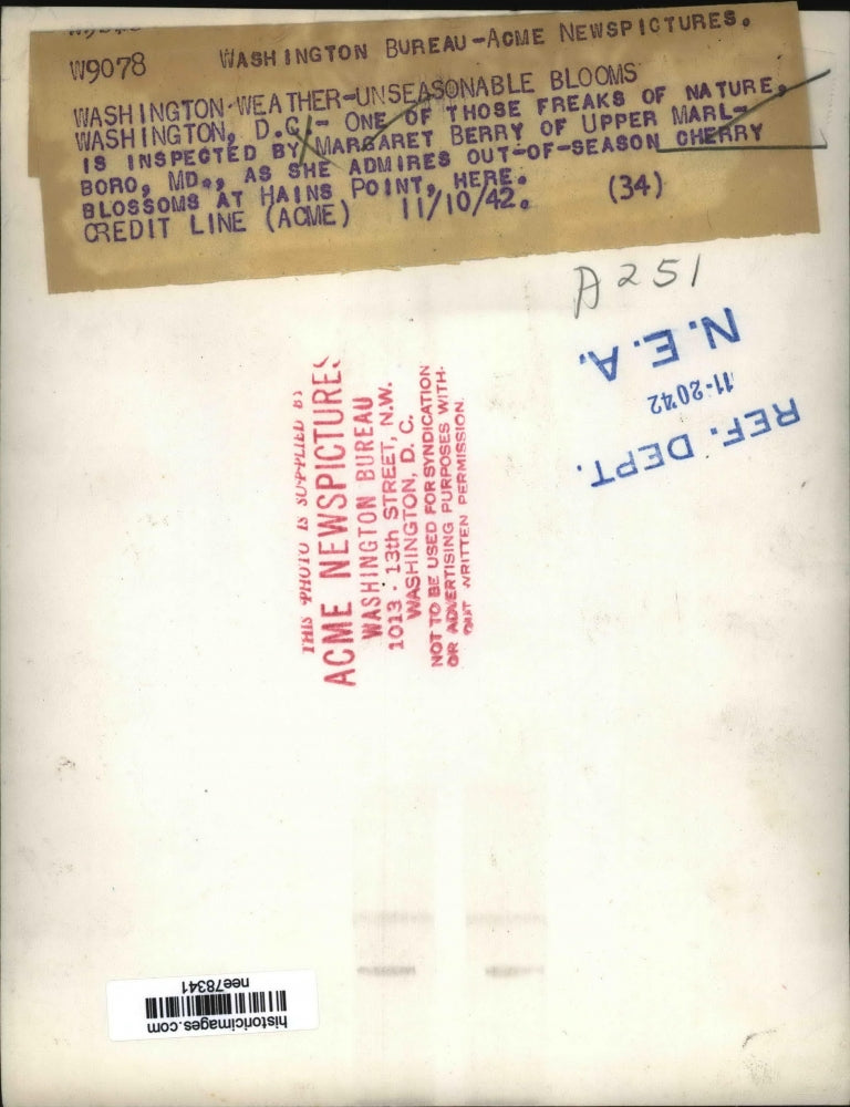 1942 Press Photo Margaret Berry admires out of season cherry blossoms in DC