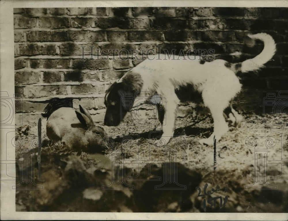 1923 Press Photo Dog and Rabbit in South London established Friendship.