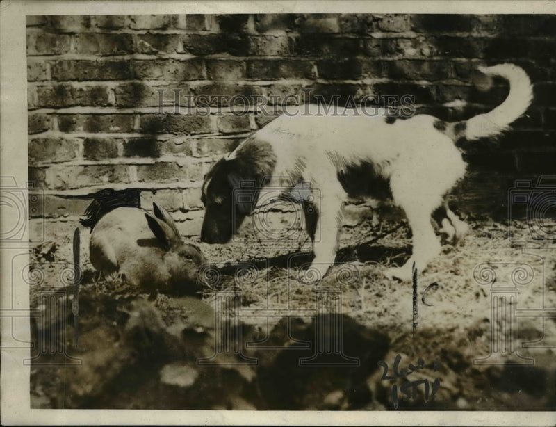 Load image into Gallery viewer, 1923 Press Photo Dog and Rabbit in South London established Friendship.
