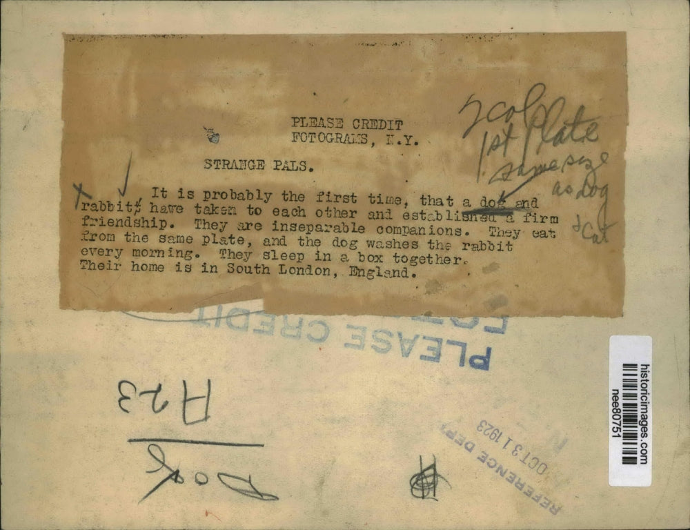 1923 Press Photo Dog and Rabbit in South London established Friendship.