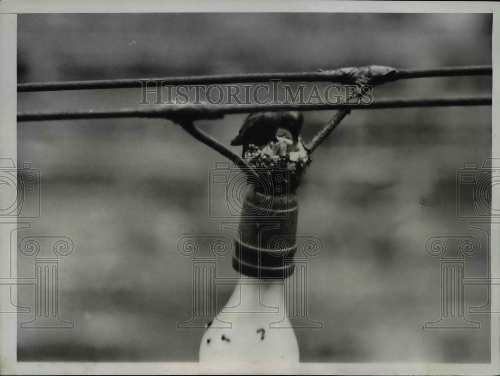 1934 Press Photo Tiny Nest atop an Electric Light light in Downtown Los Angeles.